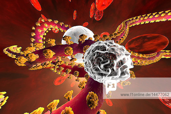 3D-gerenderte Illustration eines Ebola-Virus  der mit Leukozyten-Abwehrzellen im Blutstrom kämpft  die von Erythrozyten-Zellen umgeben sind