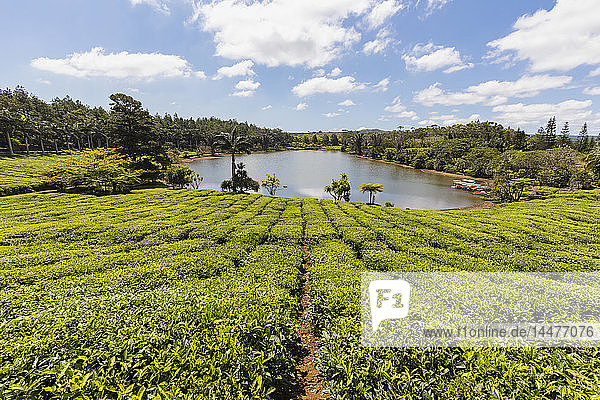 Mauritius  tea plantation