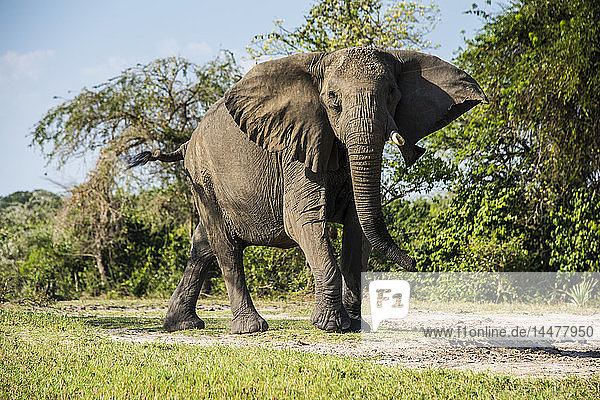 Afrika  Uganda  Afrikanischer Elefant  Loxodonta africana  Murchison Falls National Park