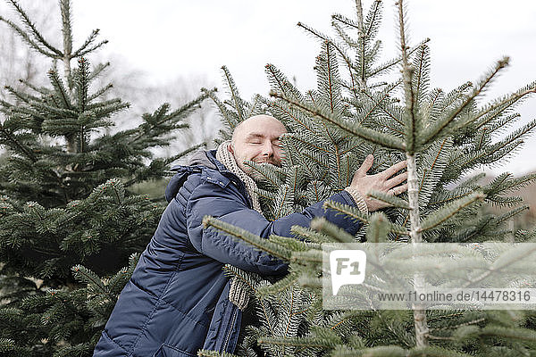 Lächelnder Mann umarmt Weihnachtsbaum auf einer Plantage