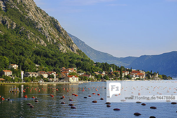 Montenegro  Bucht von Kotor  Ljuta