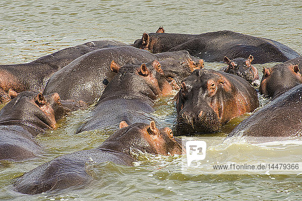 Afrika  Uganda  Flusspferd  Flusspferd-Amphibien  Gruppenbaden im Wasser  Queen-Elizabeth-Nationalpark
