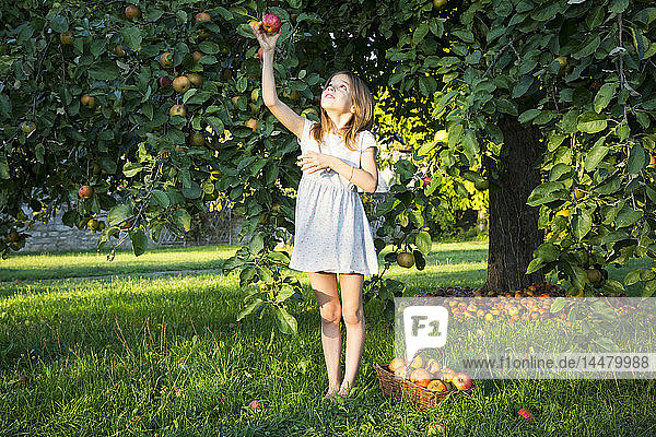 Kleines Mädchen pflückt Apfel vom Baum