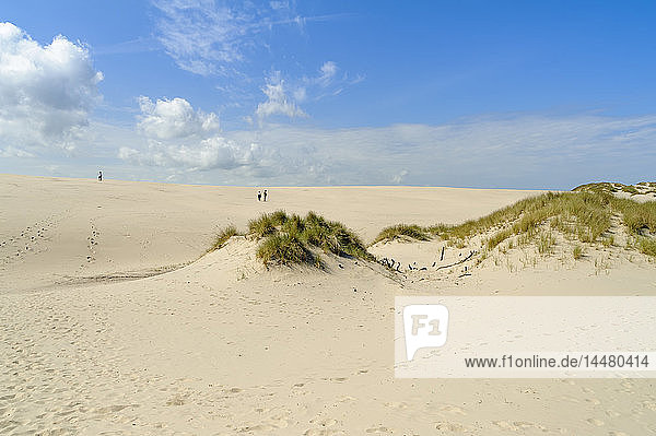 Dänemark Jütland Rabjerg Mile Wanderdüne