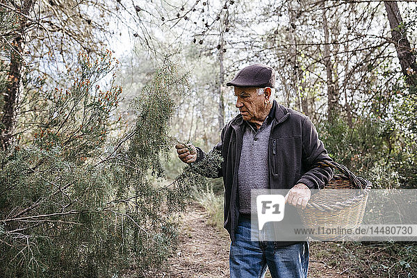 Älterer Mann mit Korb im Wald untersucht Baum