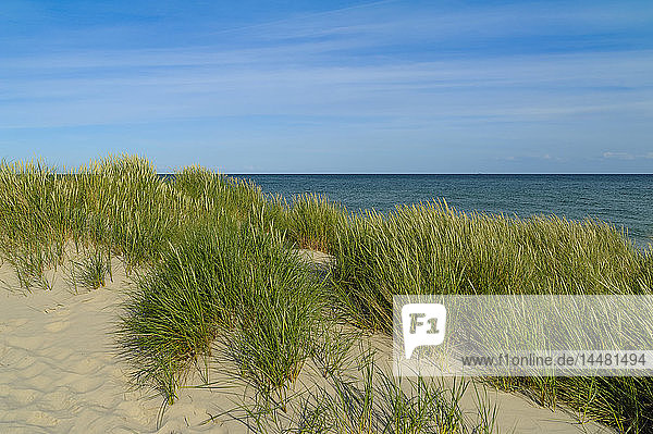 Dänemark Jütland Skagen Grenen Dünenlandschaft