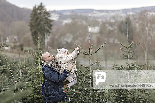 Vater und Tochter schmücken den Weihnachtsbaum auf einer Plantage