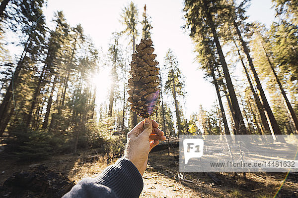 USA  California  Yosemite National Park  Mariposa  hand holding cone in sequoia forest