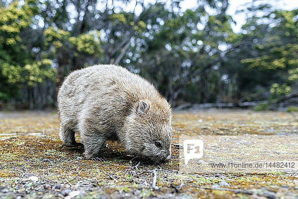 Australien  Tasmanien  Maria Island  Wombat auf Nahrungssuche