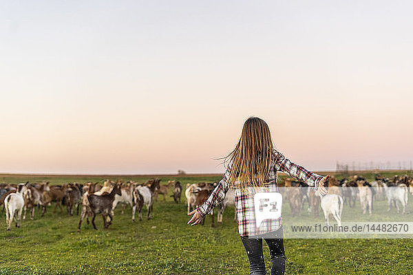 Rückenansicht eines Mädchens  das eine Ziegenherde auf der Weide hütet