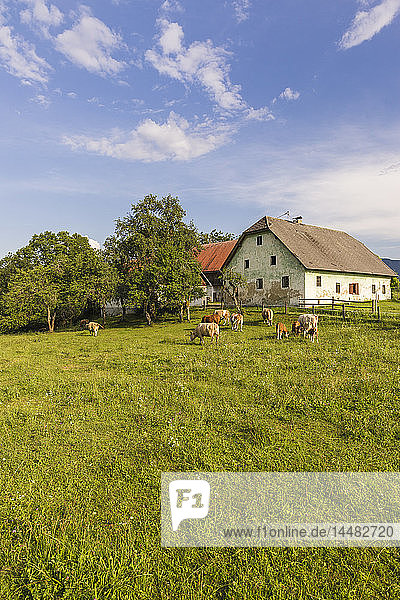 Austria  Carinthia  old farm house and cows on pastue