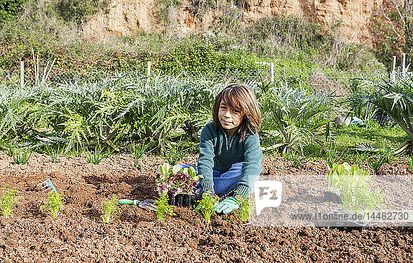 Junge pflanzt Salatsetzlinge im Gemüsegarten