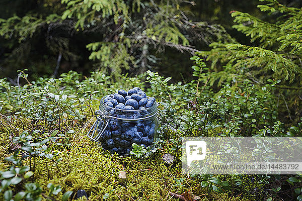 Frische  reife Heidelbeeren im Glas im Wald