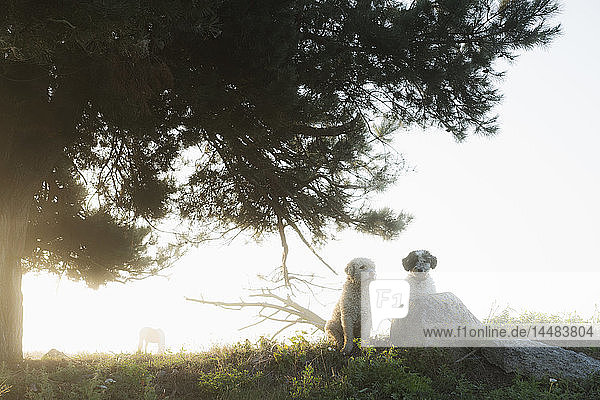 Spanische Wasserhunde unter einem ländlichen Baum sitzend