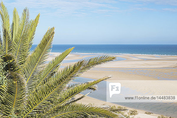 Ruhige  idyllische Szene tropischer Palmen und sonniger Meeresstrand  Cacela Velha  Algarve  Portugal