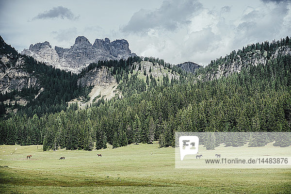 Pferde im idyllischen grünen Tal  Naturpark Drei Zinnen  Südtirol  Italien