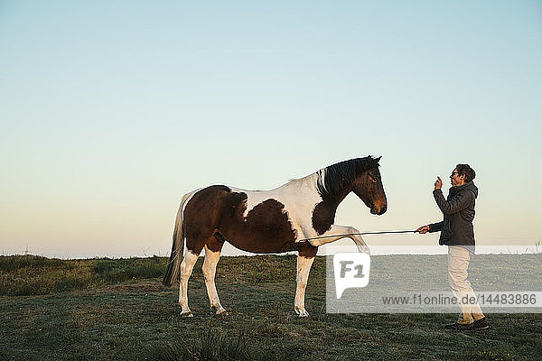 Frau trainiert braunes und weißes Pferd in einem ländlichen Gebiet