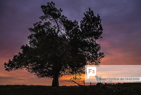 Silhouette Hund stehen unter ländlichen Baum und dramatischen Sonnenuntergang Himmel