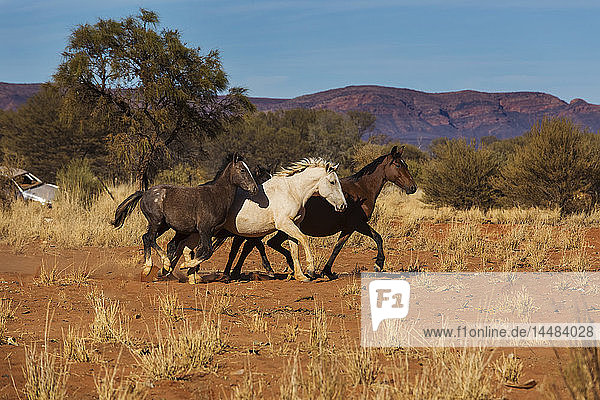 Wildpferde laufen in der sonnigen Wüste,  Haasts Bluff,  Northern Territory,  Australien