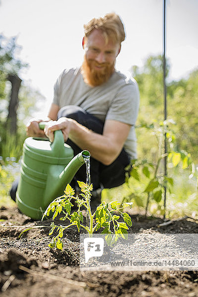 Man with beard watering sapling plant in sunny vegetable garden