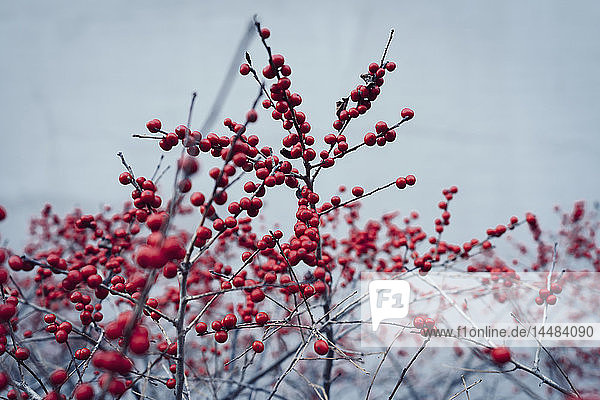 Rote Beeren an einer Winterpflanze