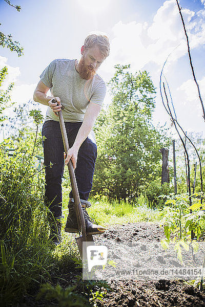 Mann mit Bart gräbt mit Schaufel im sonnigen Garten