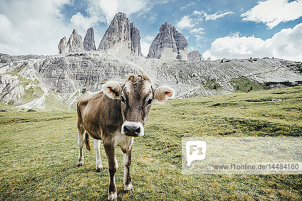Portrait Kuh auf grüner Wiese unter schroffen Bergen  Naturpark Drei Zinnen  Südtirol  Italien