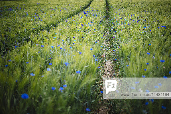 Blaue Wildblumen wachsen in einem idyllischen  grünen Weizenfeld