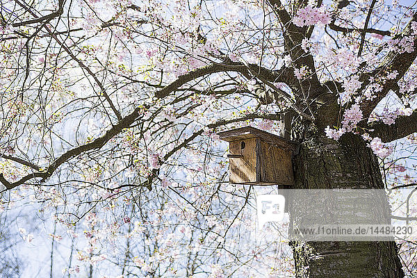 Vogelhaus in idyllischer Frühlingskirschblüte