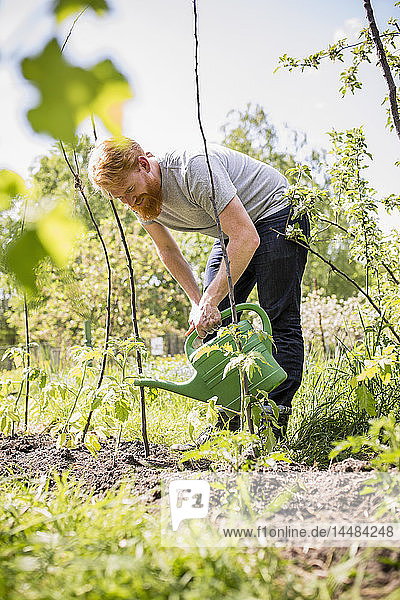 Mann mit Bart bewässert Pflanzen im sonnigen Gemüsegarten