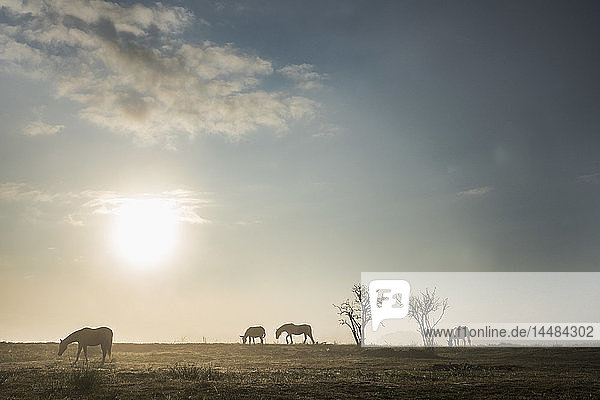 Silhouette Pferde grasen in idyllischen ländlichen Feld bei Sonnenaufgang