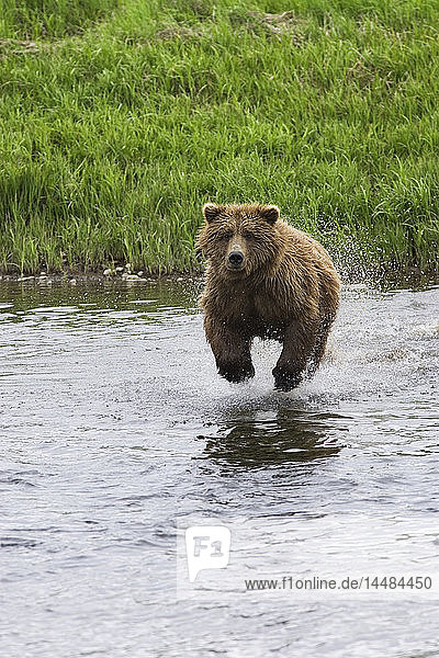 Ausgewachsener Grizzlybär stürzt sich im Sommer in Alaska in den Mikfik Creek  um Lachse im McNeil River State Game Sanctuary zu fangen