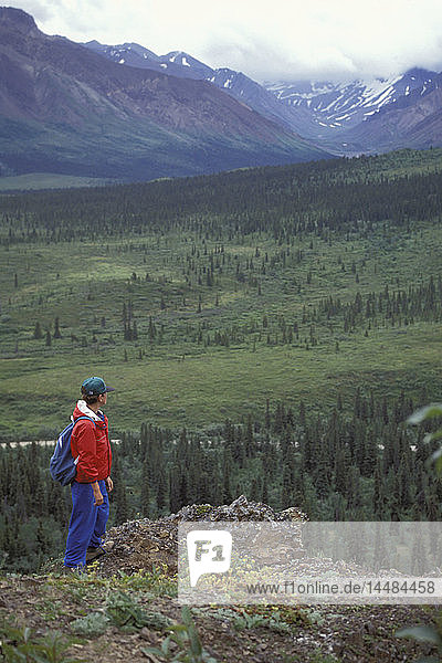 Wanderer überblickt Tal & AK Range Denali NP AK im Sommer