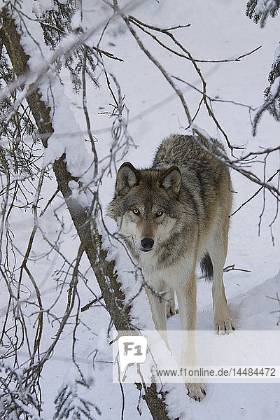 CAPTIVE Blick auf einen Wolf in den Bäumen im Alaska Zoo  Süd-Zentral-Alaska Winter