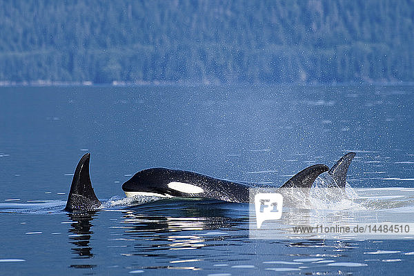Orca whales surface in Lynn Canal in Southeast Alaska´s Inside Passage