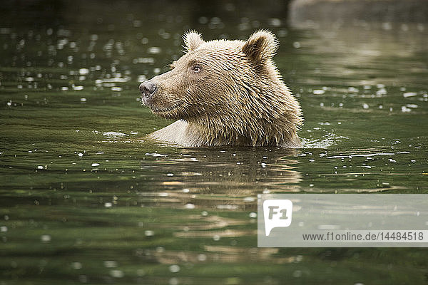 Brown Bear swimming in Big River Lakes during Summer in Southcentral Alaska