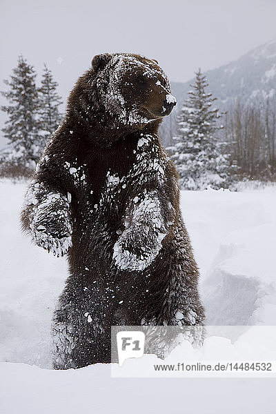 CAPTIVE: Grizzly steht auf den Hinterfüßen während des Winters im Alaska Wildlife Conservation Center  Southcentral Alaska