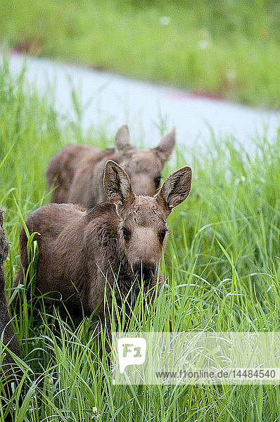 A pair of moose calves standing in the tall grasses along Jewel Lake road in Anchorage  Southcentral Alaska  Summer