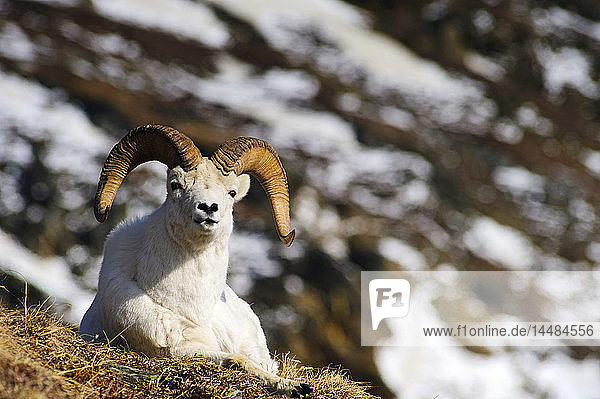 A Dall sheep ram resting on the tundra in Denali National Park  Interior  Alaska  Spring