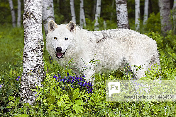 Erwachsener Wolf im Wald Minnesota Frühling Gefangenschaft