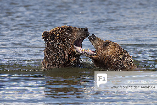 Gefangene Grizzlybären beim Spielen im Wasser im Alaska Wildlife Conservation Center  Süd-Zentral-Alaska