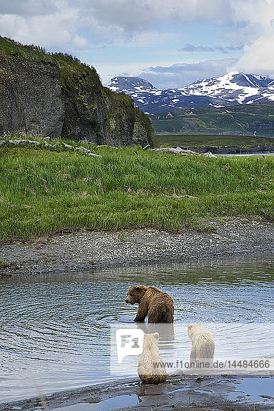 A sow brown bear looks for fish while her two cubs wait on the bank of Mikfik Creek at McNeil River State Game Sanctuary in Southwest Alaska during Summer