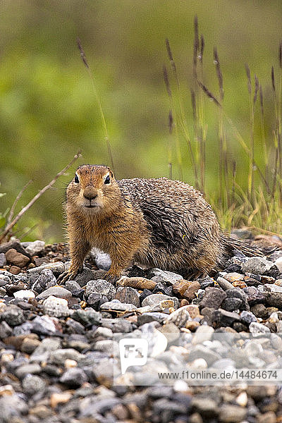 Close up view of a Arctic Ground Squirrel with wet fur in Denali National Park  Interior Alaska  Summer