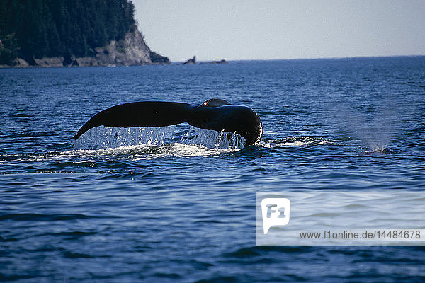 Buckelwale schwimmen an der Oberfläche Kodiak Archipel AK SW Sommer Afognak Is