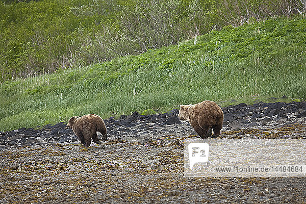 Braunbär verjagt einen anderen Bären am Strand beim Graben nach Muscheln am Geographic Harbor im Katmai National Park  Südwest-Alaska  Sommer