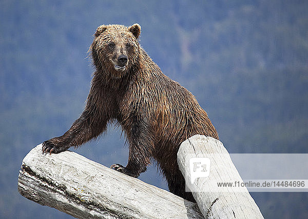 Ein gefangener Grizzly steht auf einem Baumstamm im Alaska Wildlife Conservation Center  Süd-Zentral-Alaska