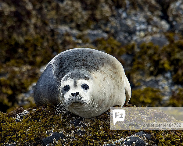 Harbor seals sits on the rocks along Kukak Bay  Katmai National Park  Southwest Alaska  Summer