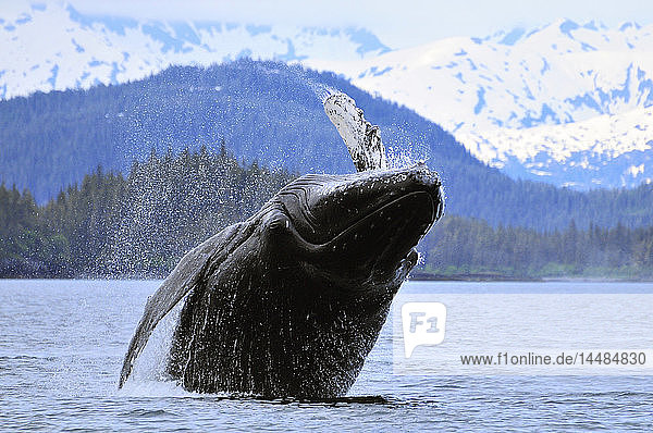 Humpback wale breaching in Prince William Sound  Alaska