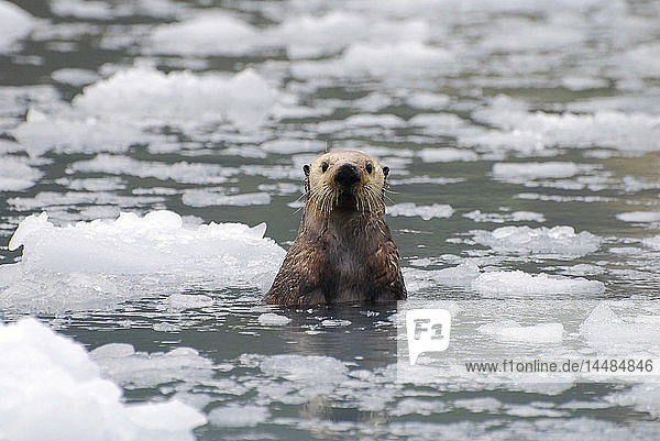 Sea Otter amongst an ice floe in Prince William Sound  Alaska