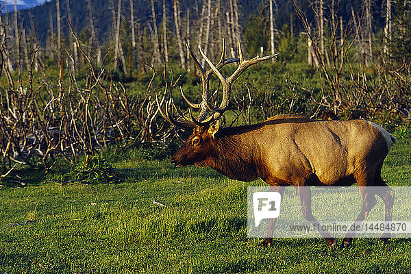 Bull Elk Walking Alaska Captive